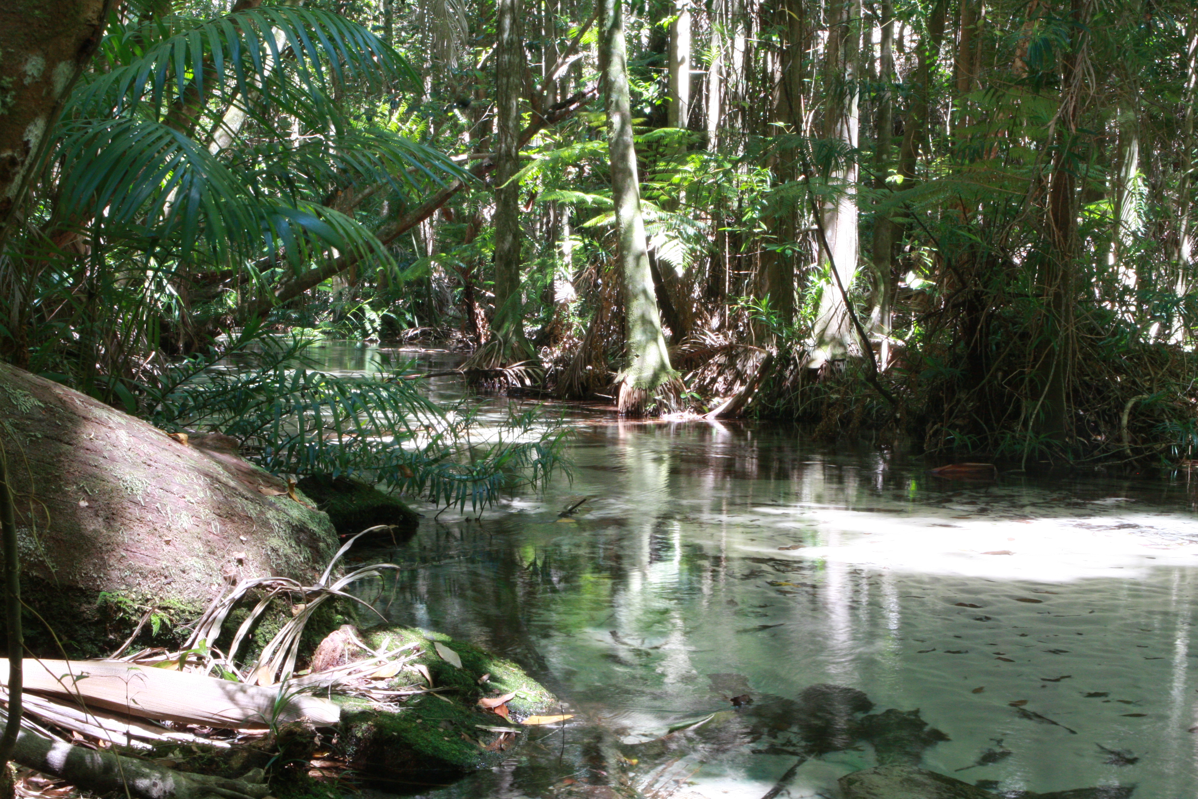 Wanggoolba Creek - Fraser Island